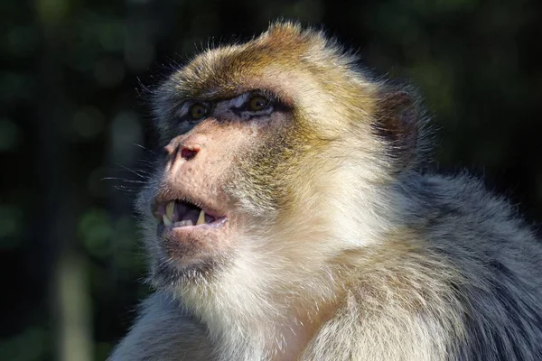 바바리 원숭이 바바리 Macaca Sylvanus — 스톡 사진