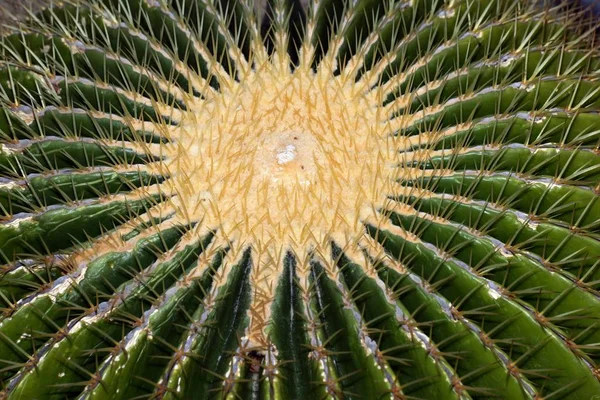Macro Shot Cactus Verde Echinocactus Grusonii — Foto Stock