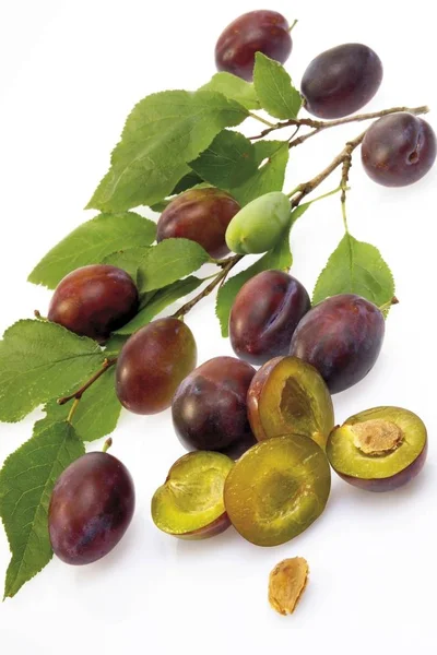 Plums Prunus Domestica Studio Shot — Stock Photo, Image