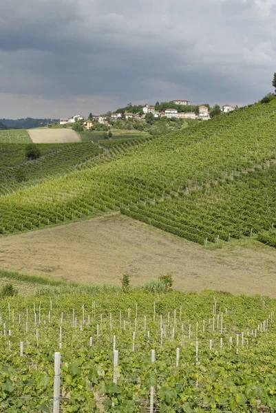 Plantation Vignes Plantes Vertes — Photo