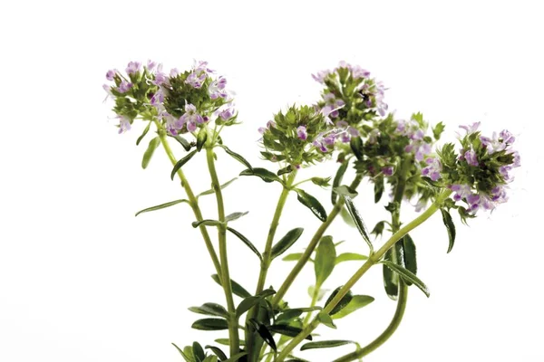 Thyme Thymus Flowers Isolated White — Stock Photo, Image