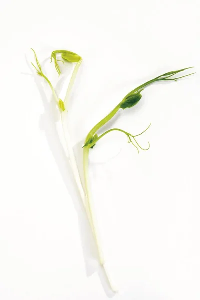 Grüner Peez Sprießt Vor Weißem Hintergrund — Stockfoto