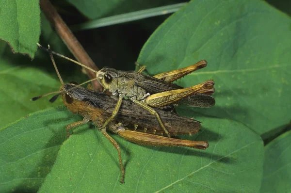 Close Rufous Grasshoppers Gomphocerippus Rufus Paring — Stok Foto