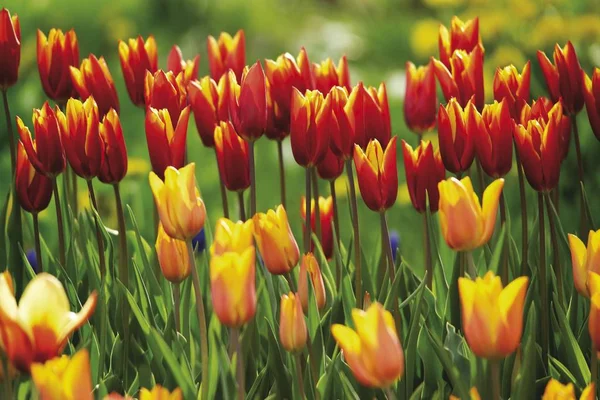 Rote Gelbe Tulpen Blühen Wiesenfeld — Stockfoto