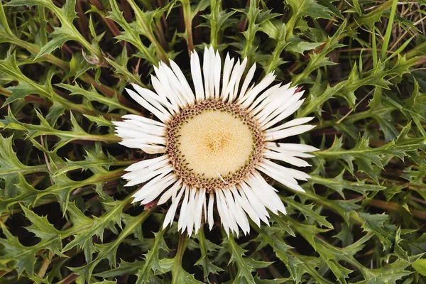 캐롤라인 Carlina Vulgaris — 스톡 사진