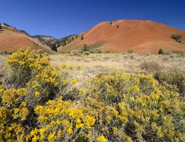 Torra Röda Kullar Och Prairie Blommor Förgrunden Större Yellowstone Ekosystem — Stockfoto