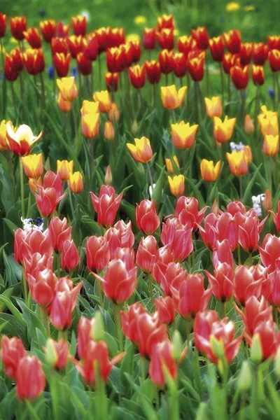 Kleurrijke Tulp Veld Tulipa Bloemen — Stockfoto
