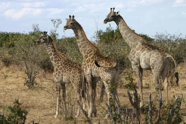 Három Zsiráfok Giraffa Zsiráf Botswana Afrika — Stock Fotó