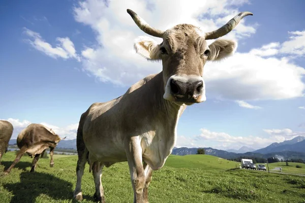 Vacche Bassa Baviera Prato Erboso Verde — Foto Stock
