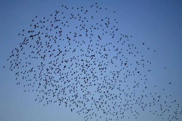 Sciame Storni Sturnidae Nel Cielo Migrando Verso Sud Alsazia Francia — Foto Stock