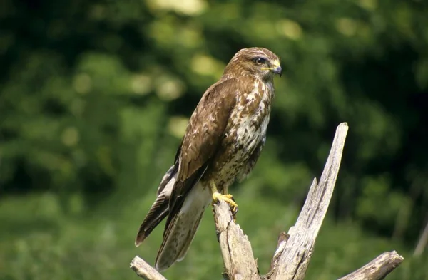 Buteo Wildvogel auf Baum — Stockfoto