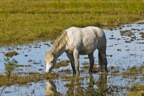 White Horse Nehirden Içme Çayır Çim Zemin — Stok fotoğraf