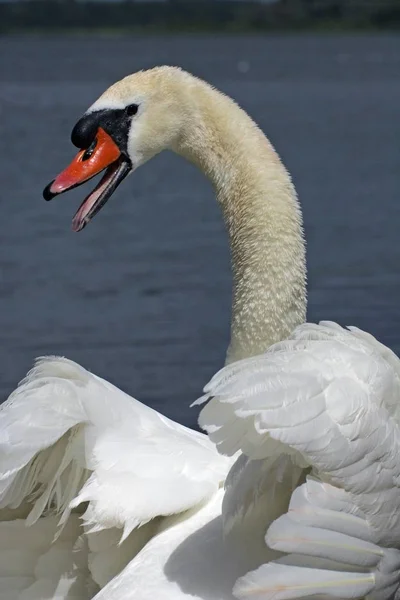 Swan bird cleaning feathers — Stock Photo, Image