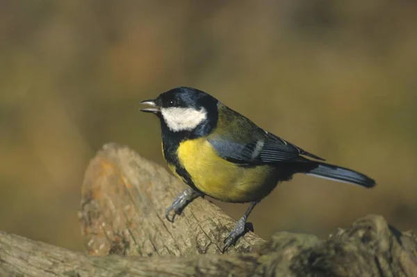 Grande Tit Parus Grande Pássaro — Fotografia de Stock