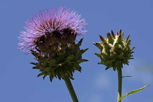 Ανθοφορίας Cynara Cardunculus Αγριαγκινάρα — Φωτογραφία Αρχείου