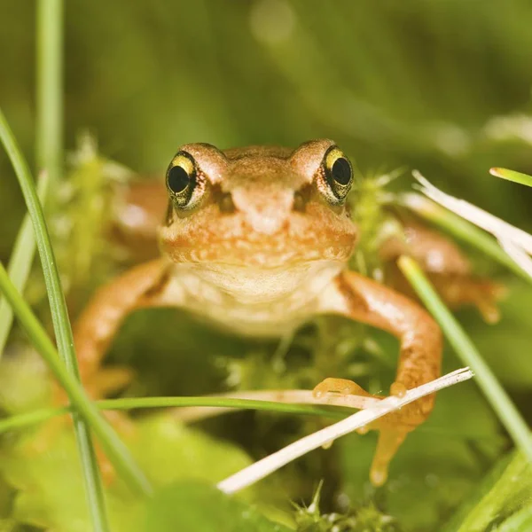 Malá žába sedící v trávě — Stock fotografie