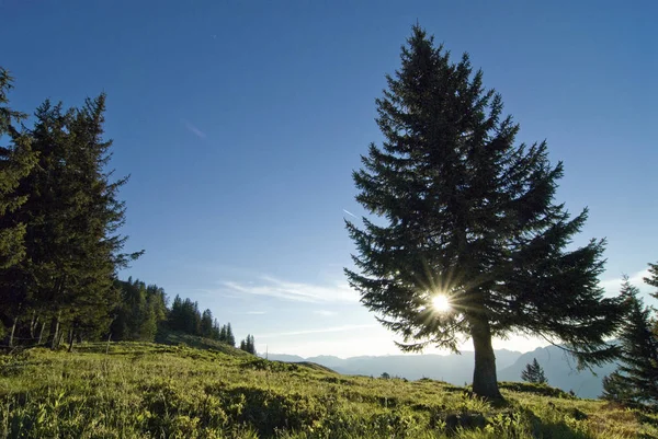 Alp Äng Bayern Berchtesgaden Tyskland Europa — Stockfoto