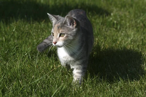 牧草地で Felis Catus 緑の草の上を歩く猫 — ストック写真