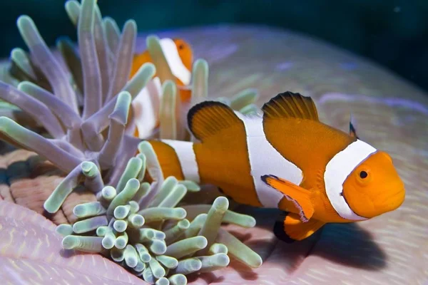 Hamis Anemonefish Vagy Bohóchal Amphiprion Ocellaris — Stock Fotó