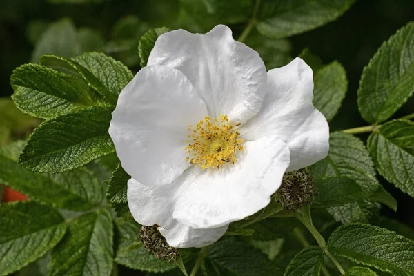 Flowering Japanese Rose White Blossom Rosa Rugosa — Stock Photo, Image