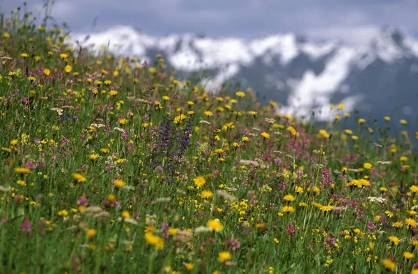 Alpine Meadow Tirol Oostenrijk Europa — Stockfoto