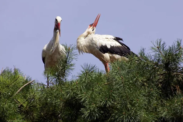 White Storks Nest Ciconia Ciconia Birds — Stock Photo, Image