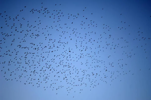 Σμήνος Από Ψαρόνια Sturnidae Στον Ουρανό Μεταναστεύουν Προς Νότο Αλσατία — Φωτογραφία Αρχείου