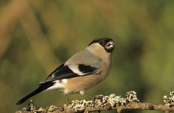 Gimpel Vogel Pyrrhula Pyrrhula — Stockfoto