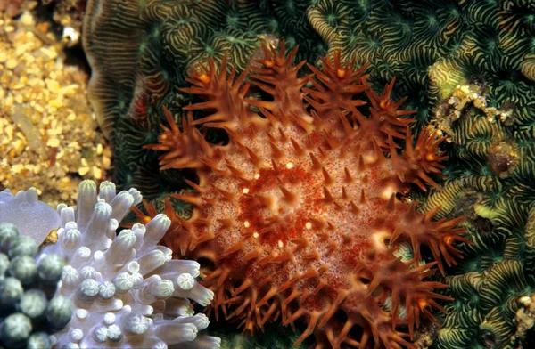 Estrella Mar Starfish Acanthaster Planci Filipinas Asia —  Fotos de Stock