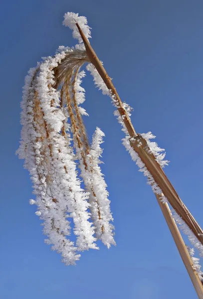 서리가 덮여 cornstalk — 스톡 사진