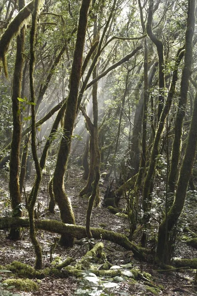 Parque Nacional Del Garajonay Bosque Laurel Laurisilva Gomera Islas Canarias — Foto de Stock