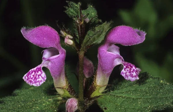 더럽혀진된 화이트 Deadnettle Maculatum — 스톡 사진