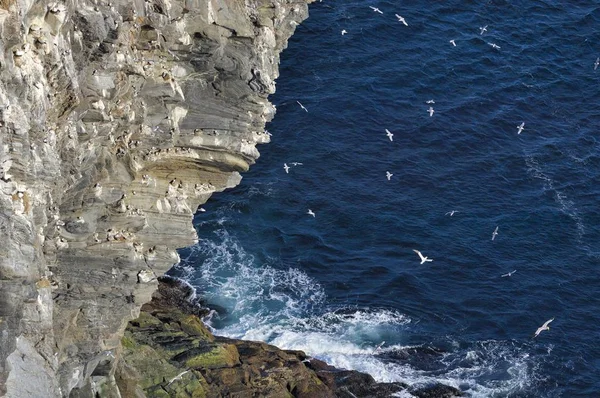 Top View Nesting Sites Bird Rock Bird Island Runde More — Stock Photo, Image