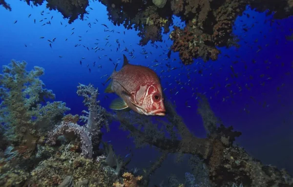 Óriás Squirrelfish Vagy Sabre Squirrelfish Sargocentron Spiniferum Egy Barlangban Vörös — Stock Fotó