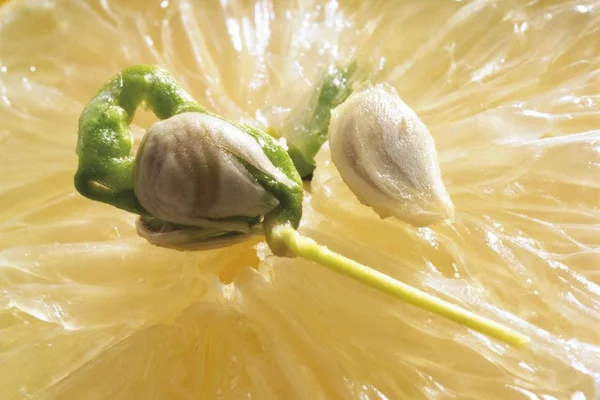 Lemon sprout placed on a cut open lemon Citrus lemon, close up