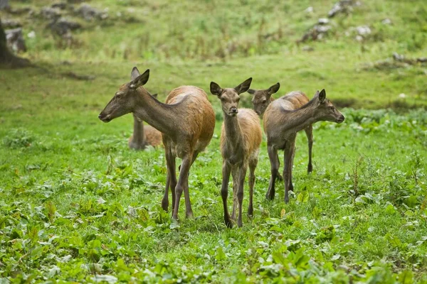 Vista Panorámica Ciervos Hermosos Vida Silvestre — Foto de Stock