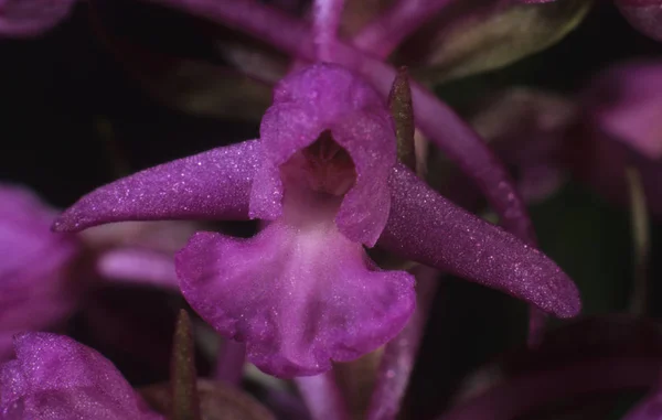 Voňavé Orchidej Květina Fialové Gymnadenia Conopsea — Stock fotografie