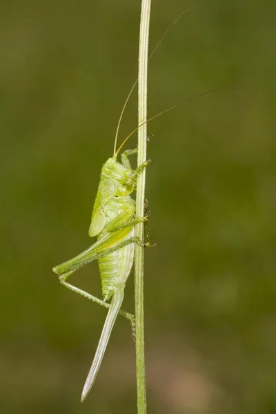 Grüne Buschgrille sitzt auf Zweigen — Stockfoto