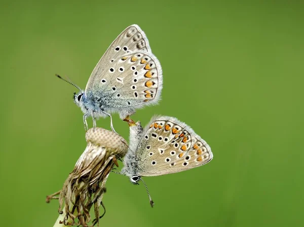 Hauchdünne Schmetterlinge Lycaenidae Die Sich Auf Einem Löwenzahn Taraxacum Paaren — Stockfoto