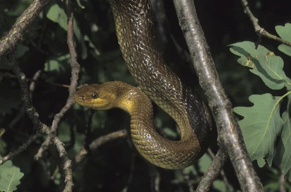 Serpente esculpapiana na árvore — Fotografia de Stock