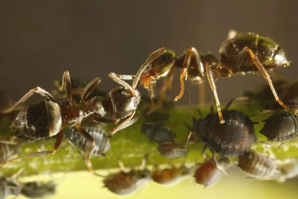 Formiche Afidi Aphididae Primo Piano Colpo Formiche — Foto Stock