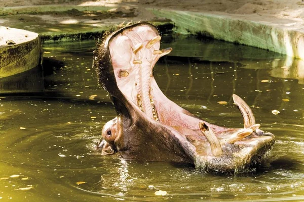 Бегемот Бегемот Amphibius Рот Широко Відкриті Відкрите Щелепами — стокове фото