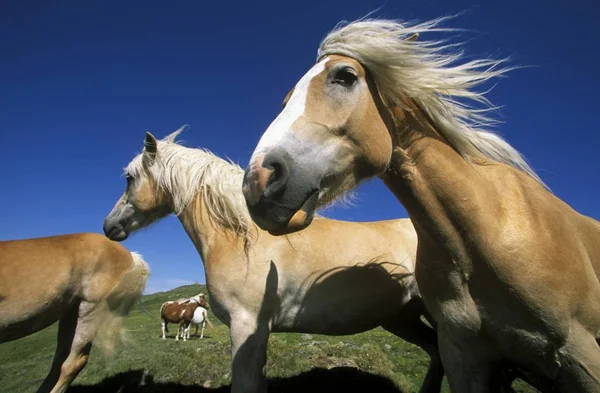 Haflinger Коней Fiss Тіроль Австрія Європі — стокове фото