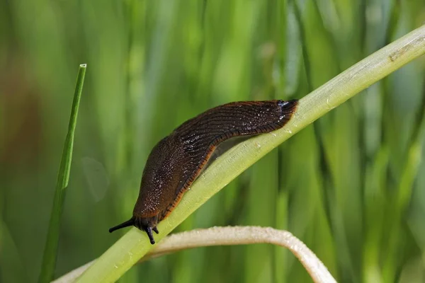 Vista Cerca Red Slug Sobre Hierba Verde — Foto de Stock