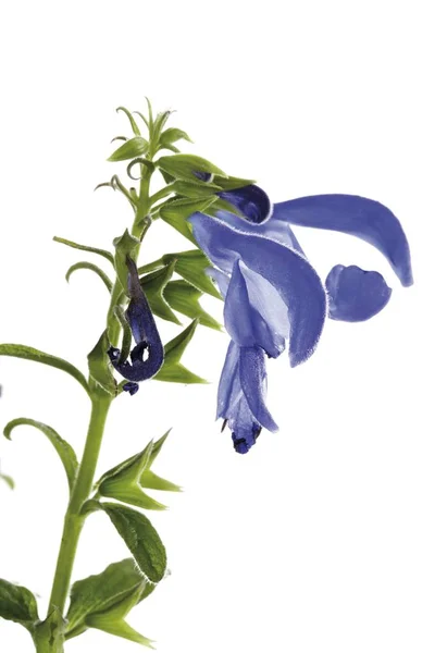 Salvia Ángel Azul Planta Salvia Patens — Foto de Stock