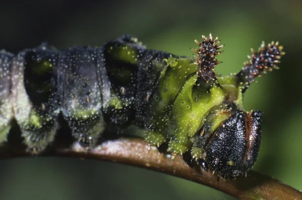 Limenitis Populi 애벌레 초상화를 닫습니다 — 스톡 사진