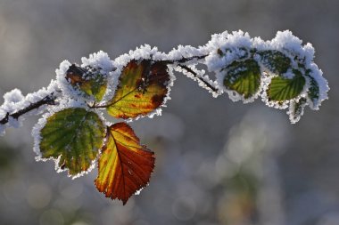 Frost covered leaves clipart