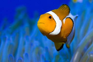 Clownfish Amphiprion ocellaris in blue ocean water  clipart