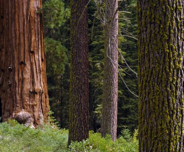Giant Sequoia (Sequoiadendron giganteum) and spruce tree trunks, Sequoia National Park, California, USA, North America clipart