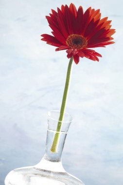 Red Gerber Daisy (Gerbera) in a glass vase clipart